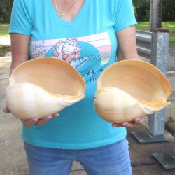 2pc 9" Philippine crowned baler melon shells- for $20/lot