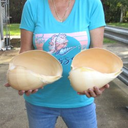 2pc 10" Philippine crowned baler melon shells- for $25/lot