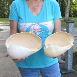 2pc 10" Philippine crowned baler melon shells- for $25/lot