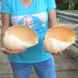 2pc 10" Philippine crowned baler melon shells- for $25/lot
