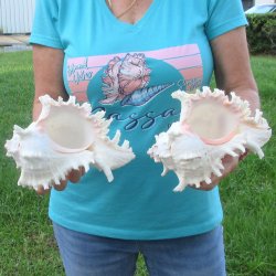 Two 9" Murex Ramosus - $40