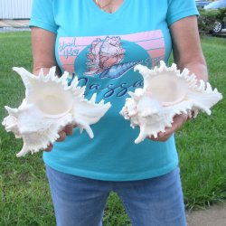 Two 8" Murex Ramosus - $24