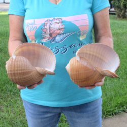 Two piece lot of 7" Tonna Shells for Sale - $20/lot