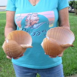 Two piece lot of 7" Tonna Shells for Sale - $20/lot