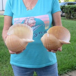 Two piece lot of 7" Tonna Shells for Sale - $20/lot