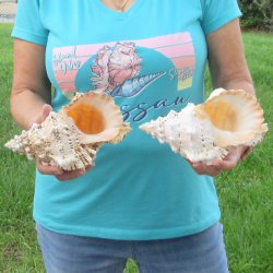 Two piece lot of 8" Frog Shells for sale - $23/lot