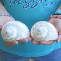 Two piece Pearl Turbo shells