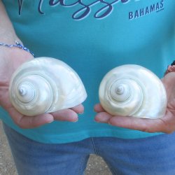 Two piece Pearl Turbo shells