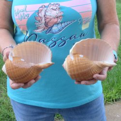 Two piece lot of 6" Tonna Shells for Sale - $17/lot