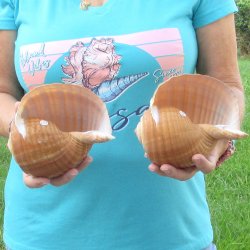 Two piece lot of 6" Tonna Shells for Sale - $17/lot