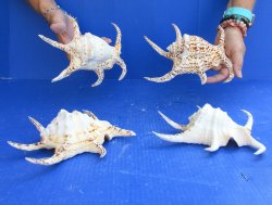 4pc 8 inch Chiragra Spider Conch Shells- for $20/lot