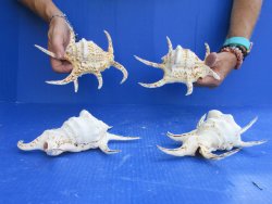 4pc 8 inch Chiragra Spider Conch Shells- for $20/lot