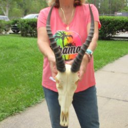 12" Male Blesbok Skull with 15" Horns 