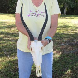 11" Female Blesbok Skull with 13" Horns 