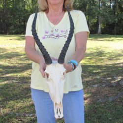 12" Female Blesbok Skull with 13" Horns 