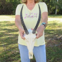 11" Female Blesbok Skull with 11" Horns 