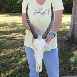 12" Female Blesbok Skull with 12" Horns 