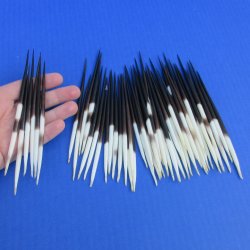 50 Thick African Porcupine Quills 5 to 6 inches - $45