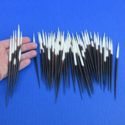 50 Thick African Porcupine Quills 5 to 6 inches - $45