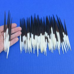 50 Thick African Porcupine Quills 5 to 6 inches - $45