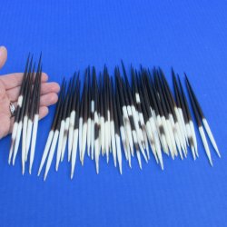 50 Thick African Porcupine Quills 5 to 6 inches - $45