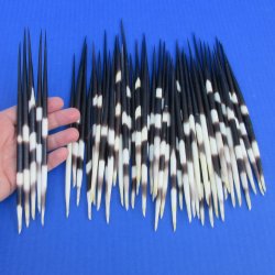 50 Thick African Porcupine Quills 8 to 9 inches - $65