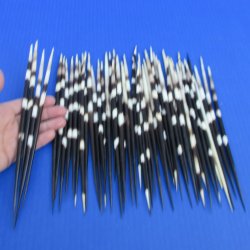 50 Thick African Porcupine Quills 8 to 9-1/2 inches - $65
