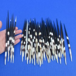 50 Thick African Porcupine Quills 7 to 8 inches - $55