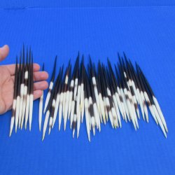 50 Thick African Porcupine Quills 6 to 7 inches - $50