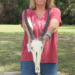 11" Craft-Grade Female Blesbok Skull with 14" Horns - $39