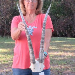 B-Grade African Female Sable Skull Plate with 27" Horns - $70