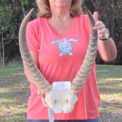 B-Grade Waterbuck Skull Plate with 20" Horns - $60