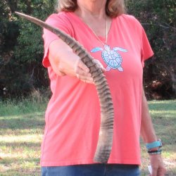 27" Female African Sable Horn - $50