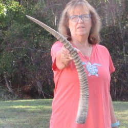 31" Female African Sable Horn - $50