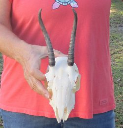 B-Grade 5 1/2" Horns on Female Springbok Skull - $32