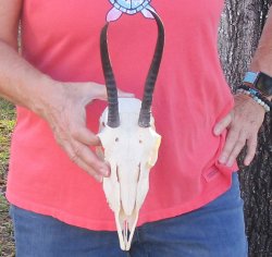 B-Grade 7" and 9-3/4"Horns on Female Springbok Skull - $32