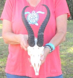 12" Horns on Male Springbok Skull 
