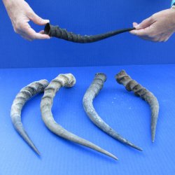 5pc B-Grade African Impala Horns 12" to 17" - for $25/lot
