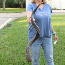 44" Polished Kudu Horn <font color=red>(NO POST OFFICE (USPS) SHIPPING!!) </font>