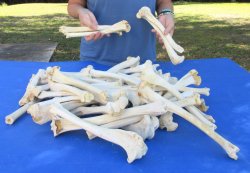 50 Jumbo Deer Leg Bones, 9" to 12" - for $25
