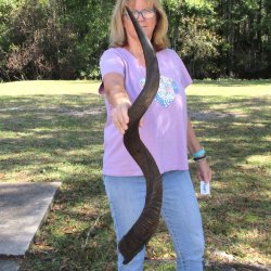  Kudu horn for sale measuring 45 inches - $145