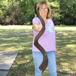  Kudu horn for sale measuring 49-1/2 inches - $145