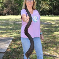  Kudu horn for sale measuring 45-1/2 inches - $145