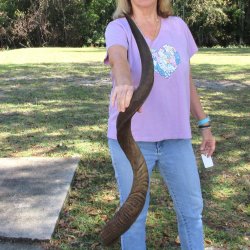 B-Grade Kudu horn for sale measuring 46 inches, for $115