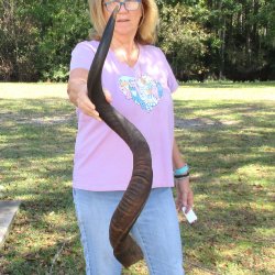  Kudu horn for sale measuring 40-1/2 inches - $125