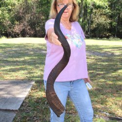  Kudu horn for sale measuring 40 inches - $125