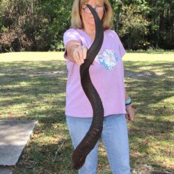  Kudu horn for sale measuring 41 inches - $125