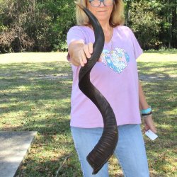  Kudu horn for sale measuring 40 inches - $125