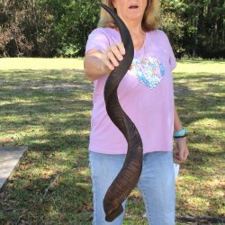  Kudu horn for sale measuring 40 inches - $125