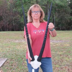 Gemsbok Skull Plate with 34 & 32-1/2 inch horns for sale $80